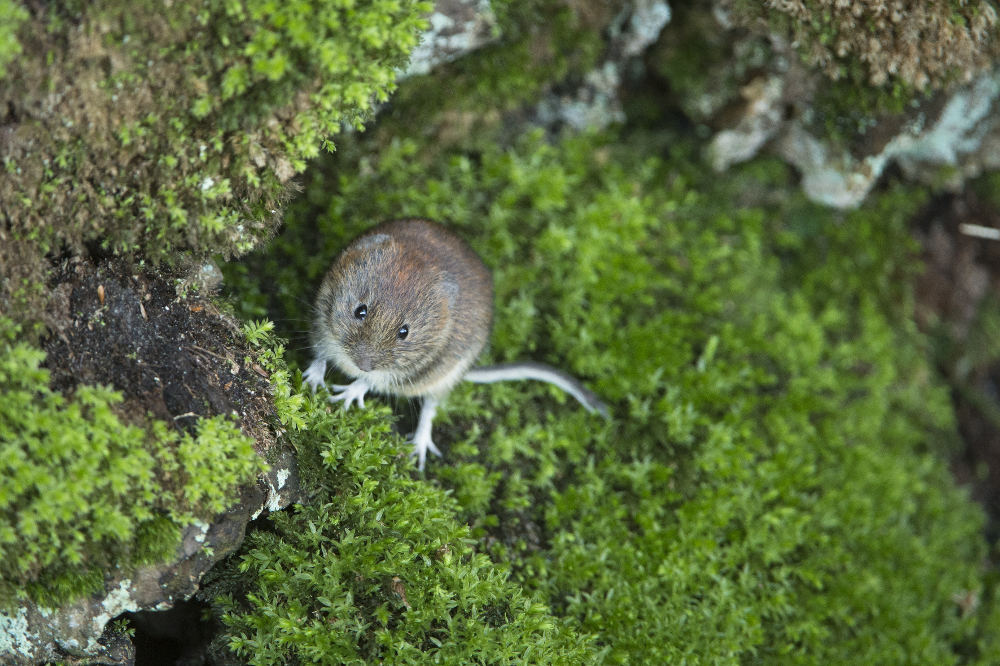 rosse woelmuis